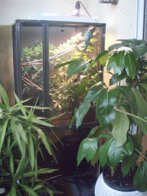 MyChameleons020.jpg