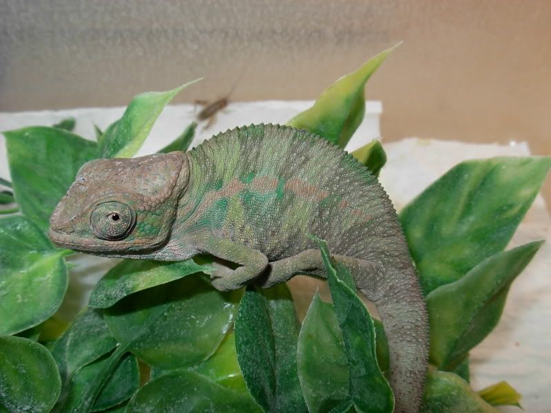 DSCN5790.jpg