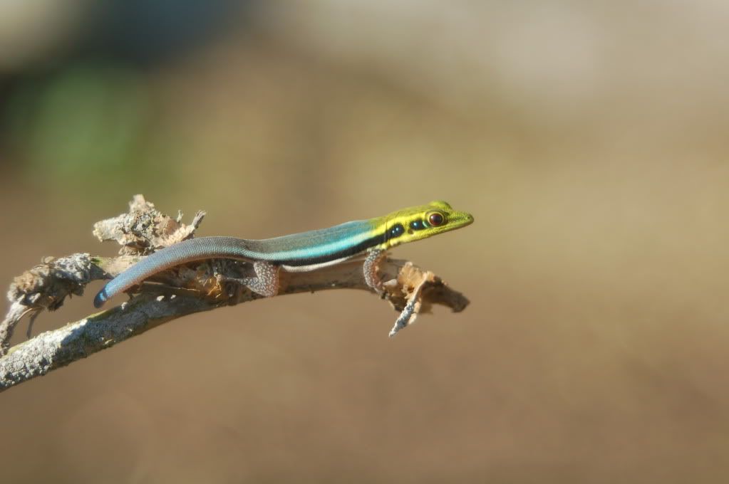 DSC_3186.jpg