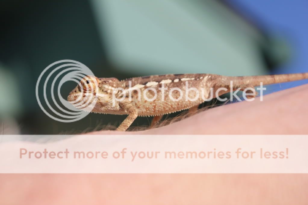 Chamandbugpics165.jpg