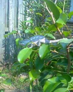 chameleon007.jpg