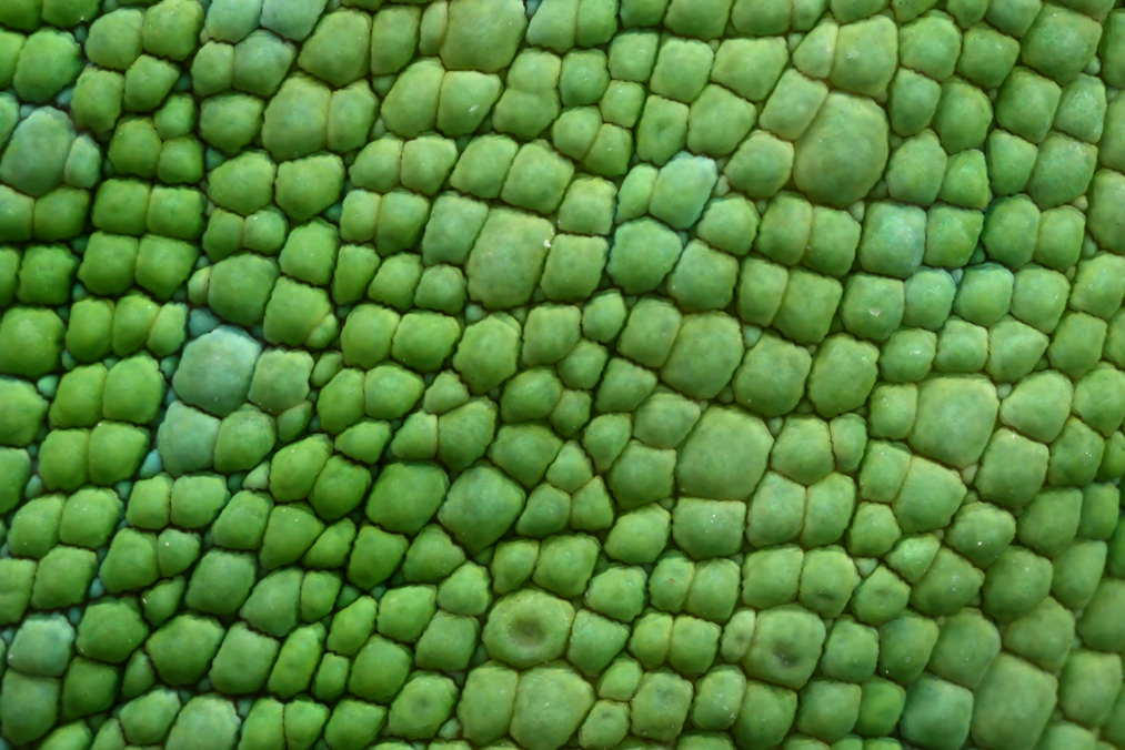 2890393349_1d88a2d6dd_o.jpg