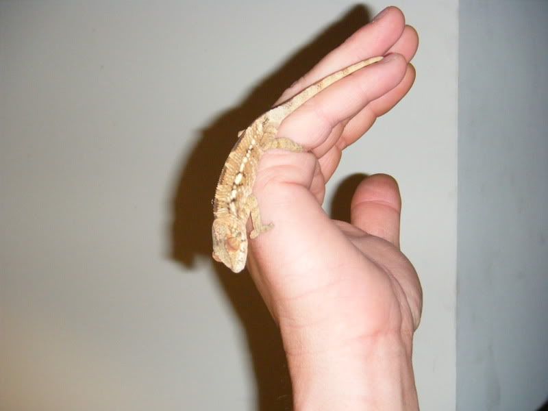 2008_0603chams0006.jpg