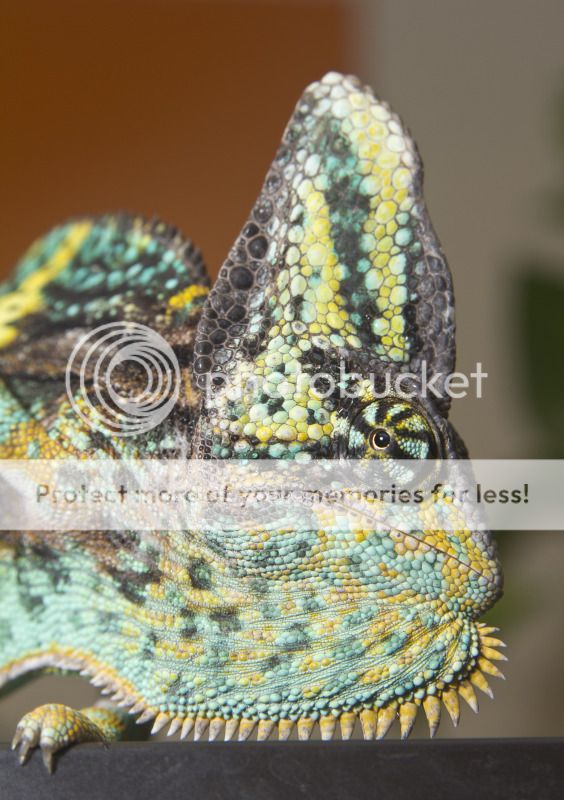 07082012_Bugsy2.jpg