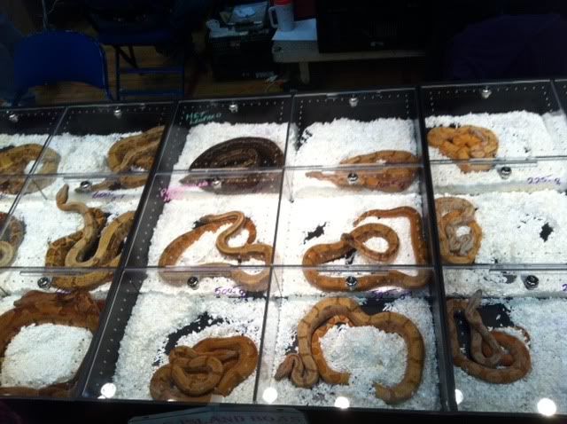 BOAS.jpg
