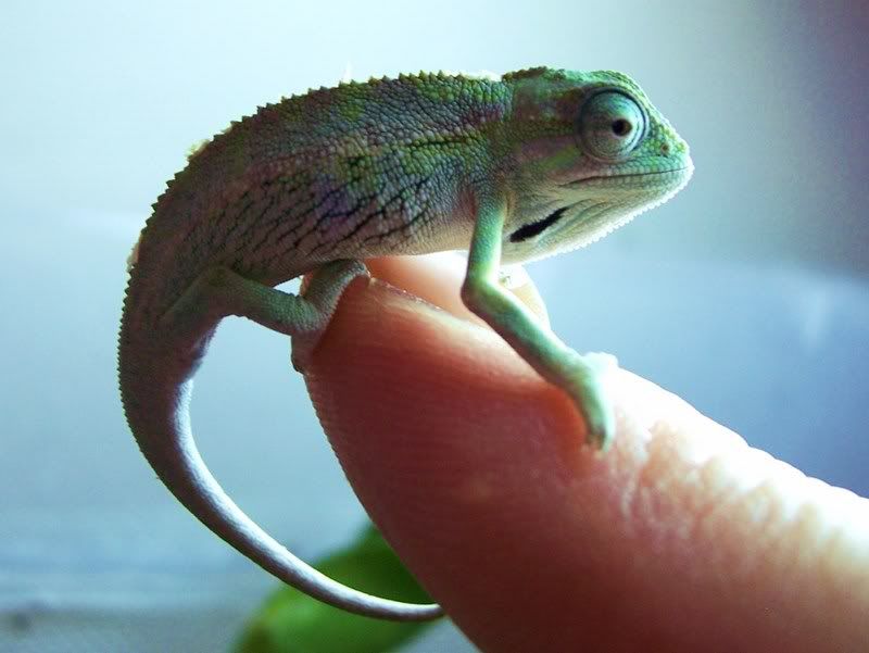 babyelliotmale.jpg