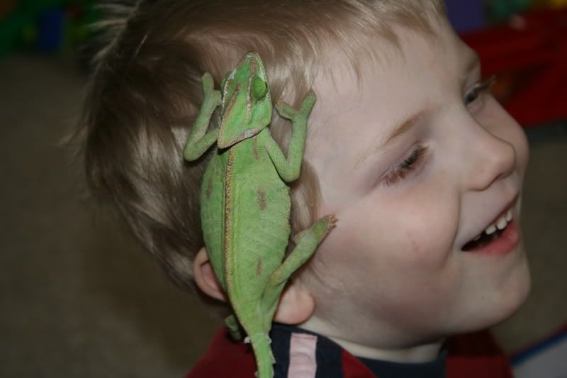 chameleon001.jpg