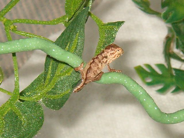 Selababiesemerge008.jpg