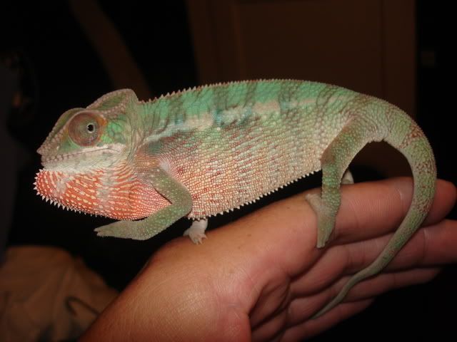 chameleons021.jpg