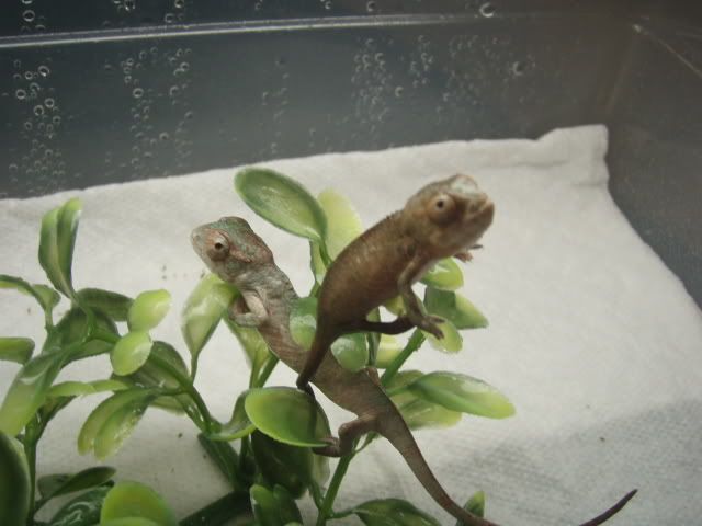 MyChameleons157.jpg