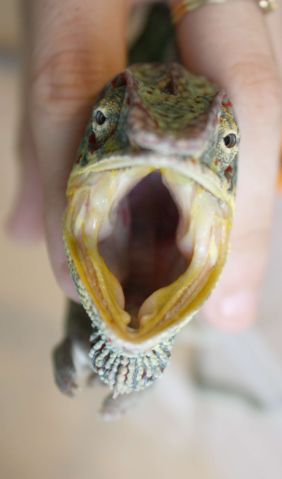 cobaltmouth2.jpg