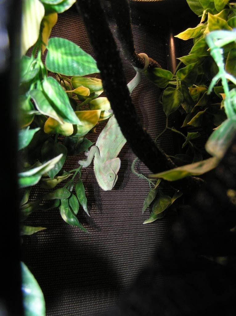 1-9-10Geckosdragonschamsandhatch-4.jpg