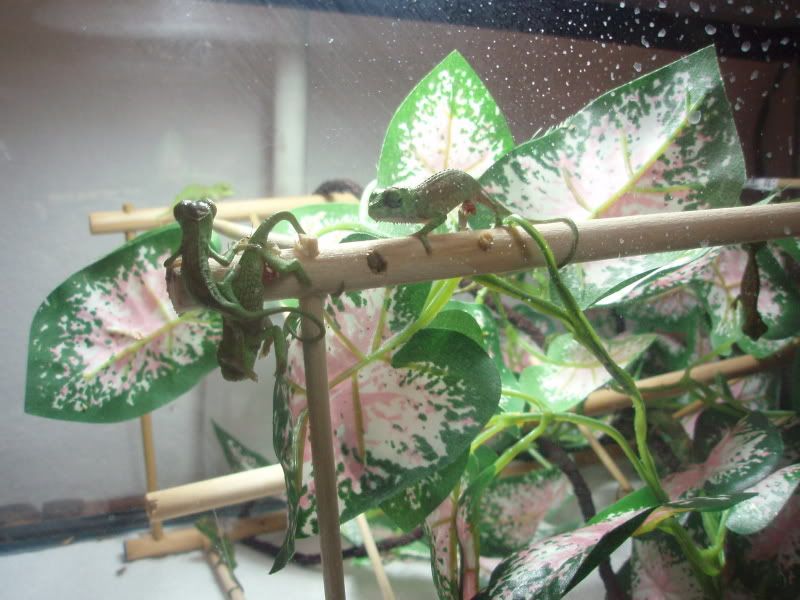QuadBabies040.jpg