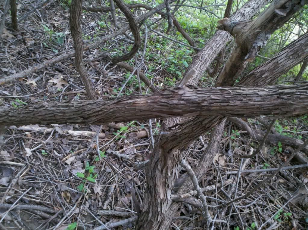 2011-04-24_14-41-57_528.jpg