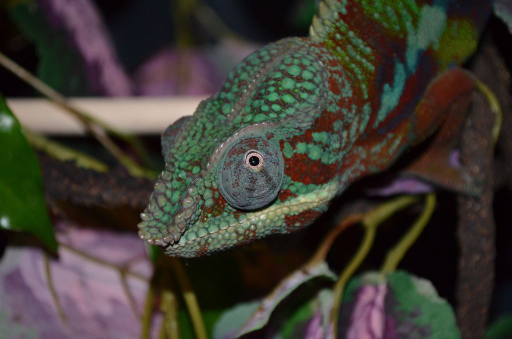 DSC_0031.jpg