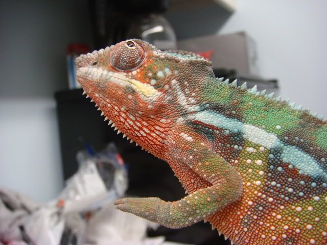 DSC01428.jpg