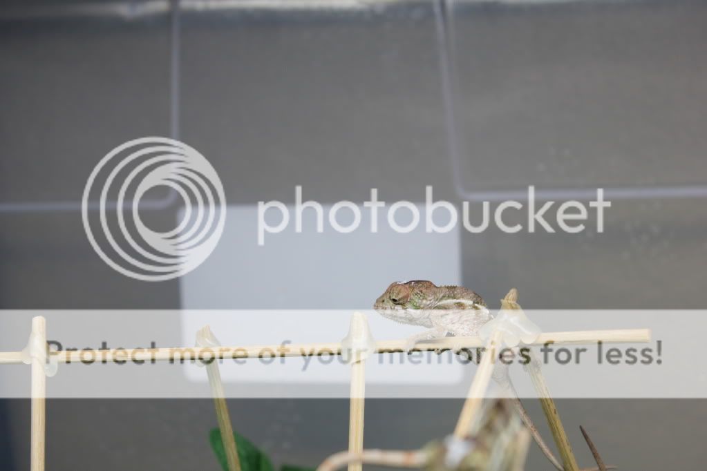 Chamandbugpics118.jpg