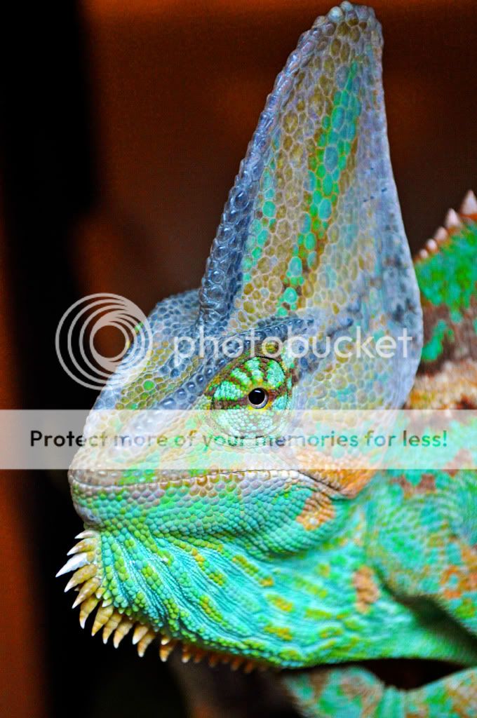 ChameleonsJune2011016copy.jpg