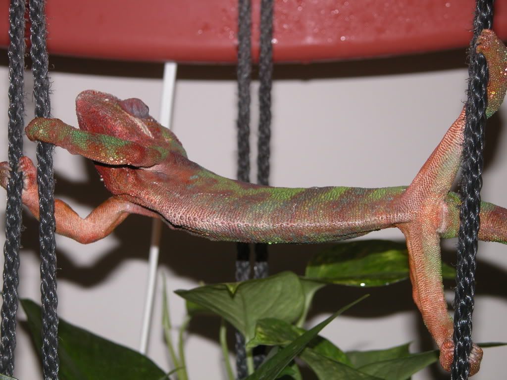 Thaxter_contortion_2.jpg