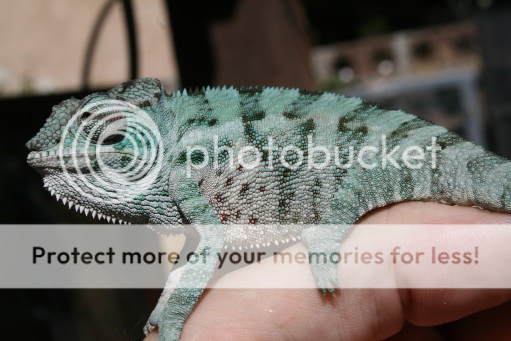 eospics9-19-09004-14.jpg