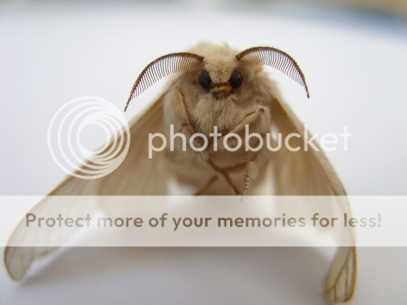 AngelMoth.jpg