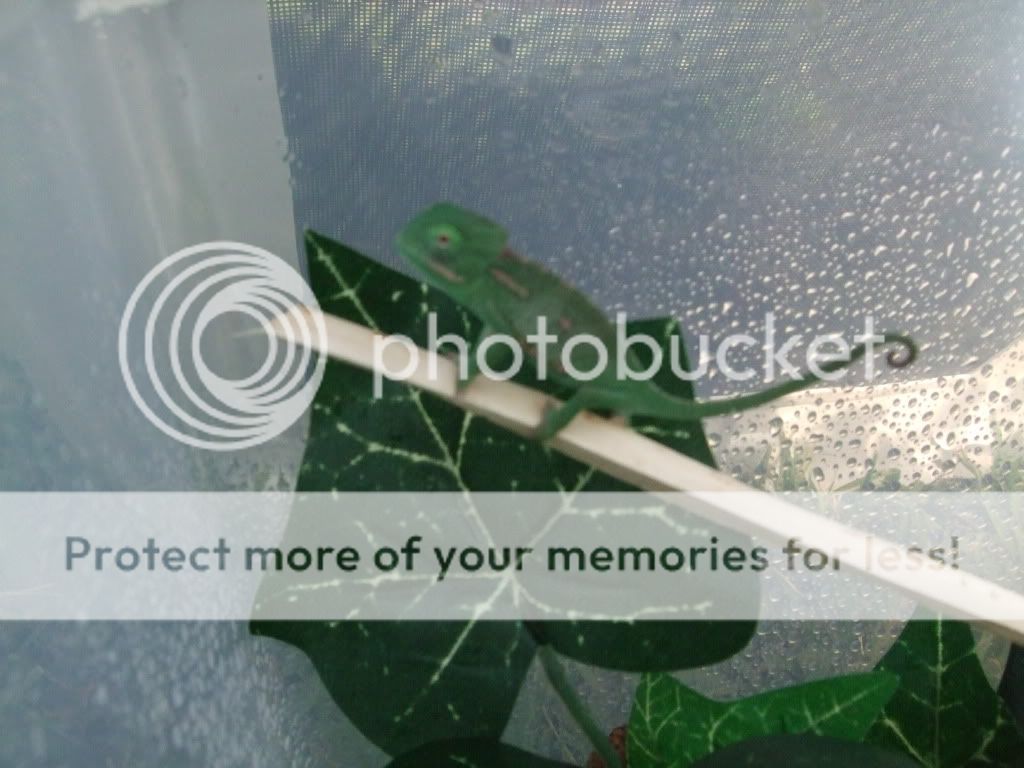 pics014.jpg