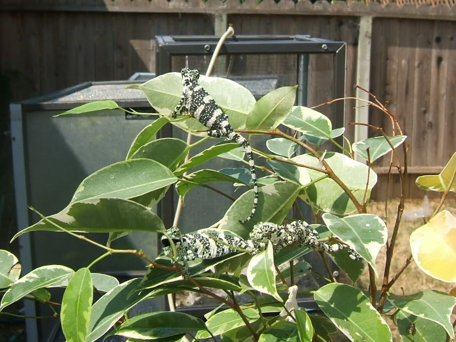 DSCF7518.jpg