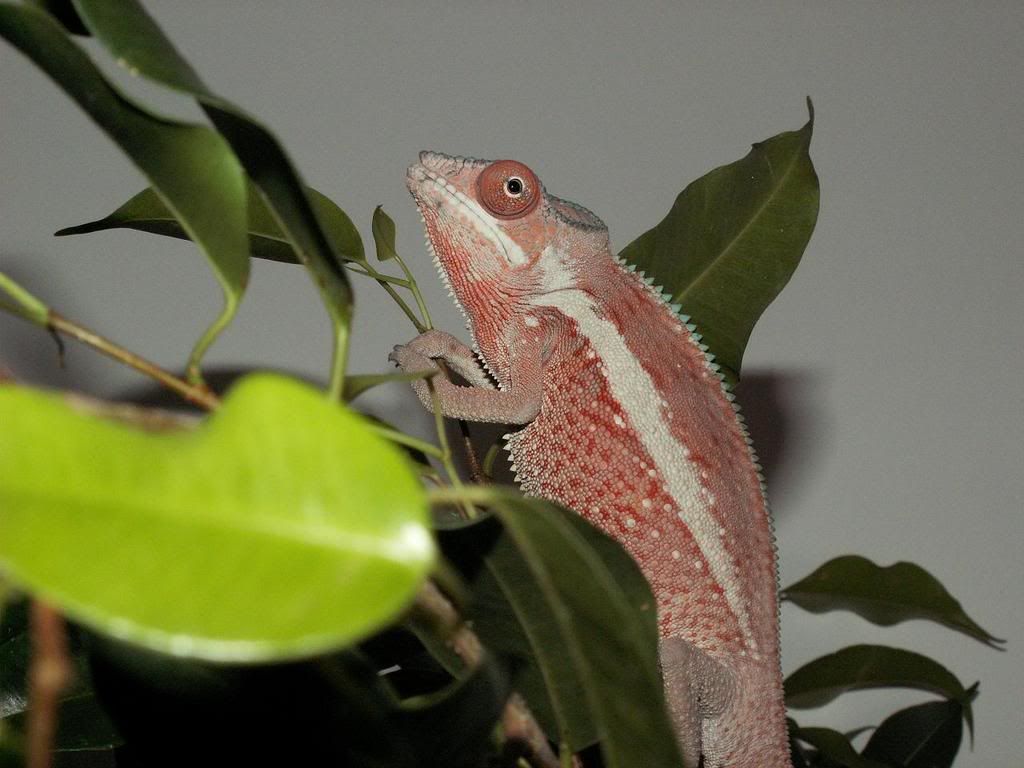 pinkmale1.jpg