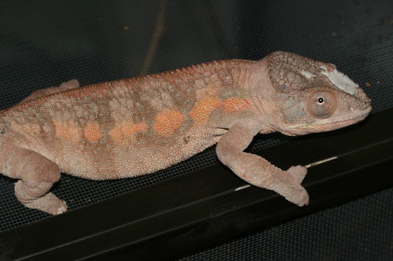 IMG_6727.jpg
