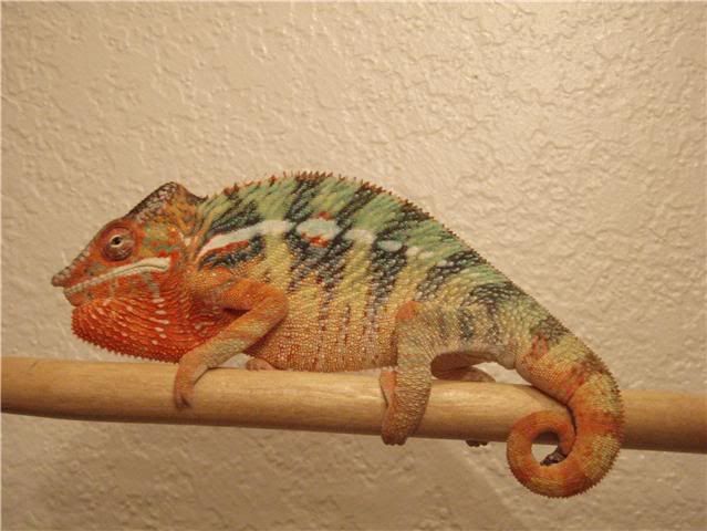 Male3.jpg