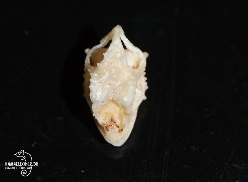 ribrachyrus01kopi.jpg
