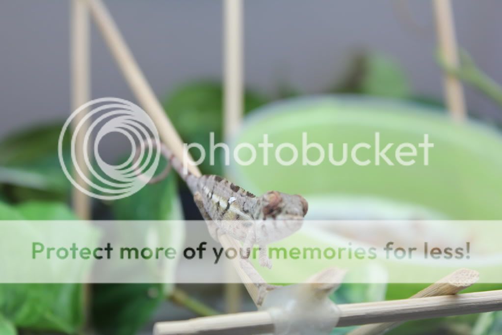 Chamandbugpics112.jpg