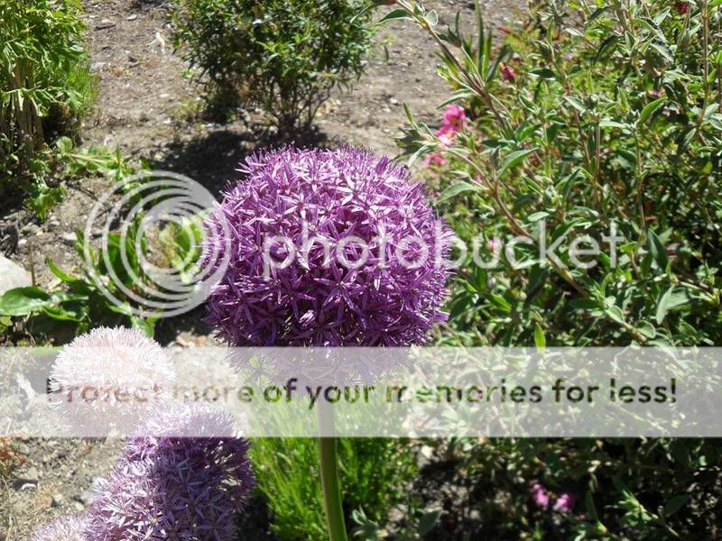 Flower.jpg