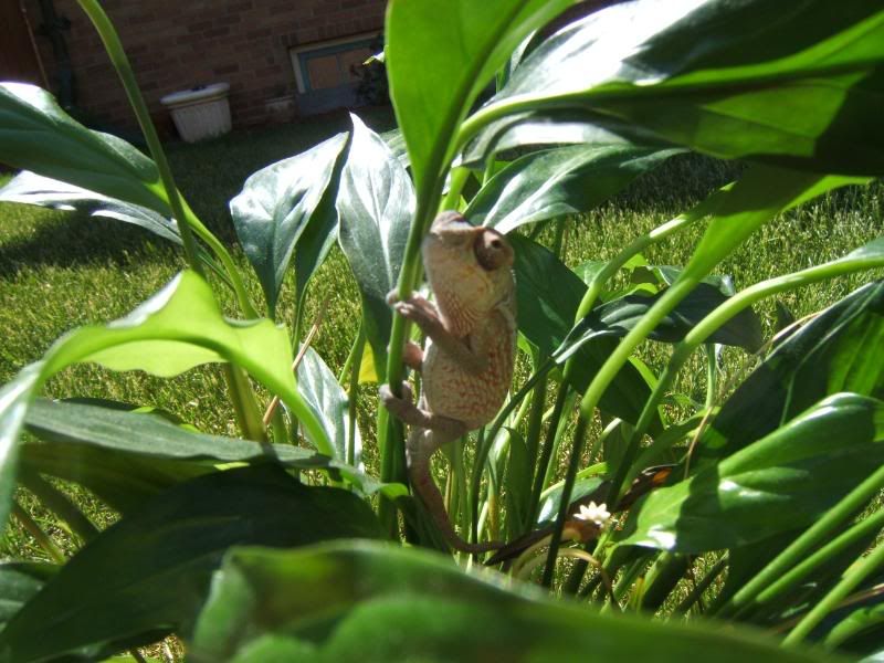 Chameleonandsuch035.jpg