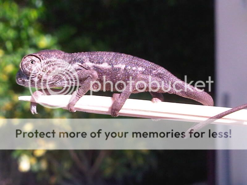 IMG01648-20120131-1452.jpg