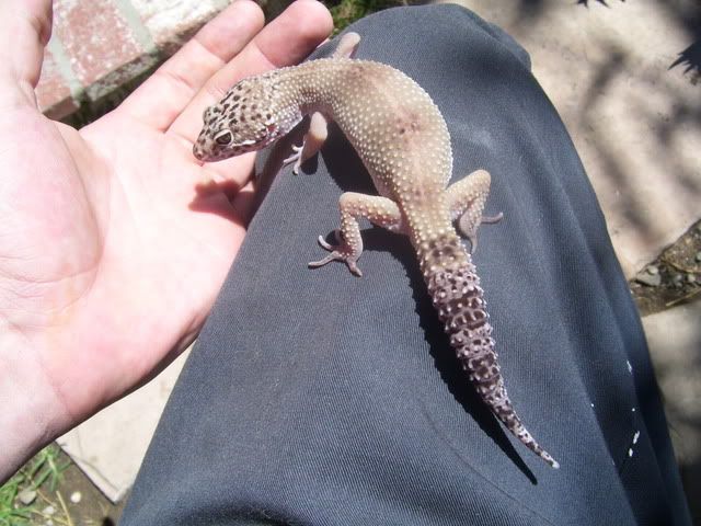 Gecko005.jpg