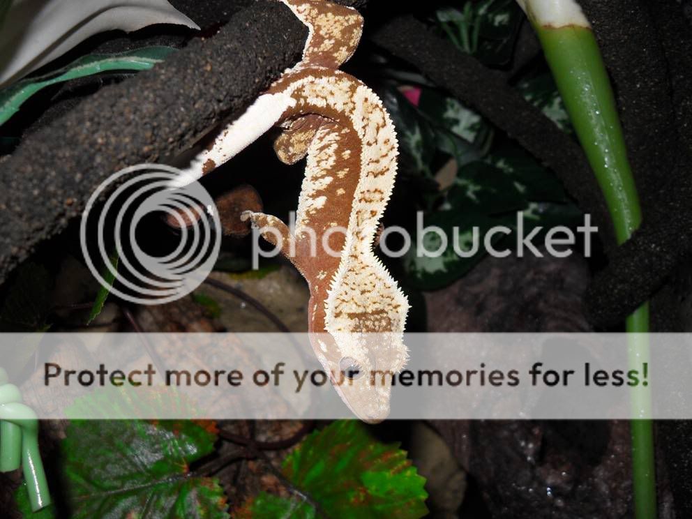 SuperGeck2.jpg
