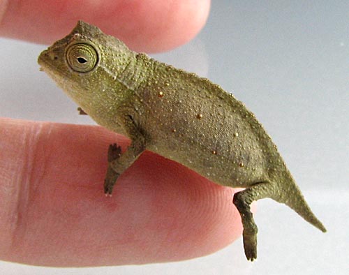 2011-02-22_035336_teeny.jpg