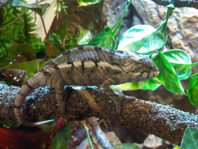 chameleon3013.jpg