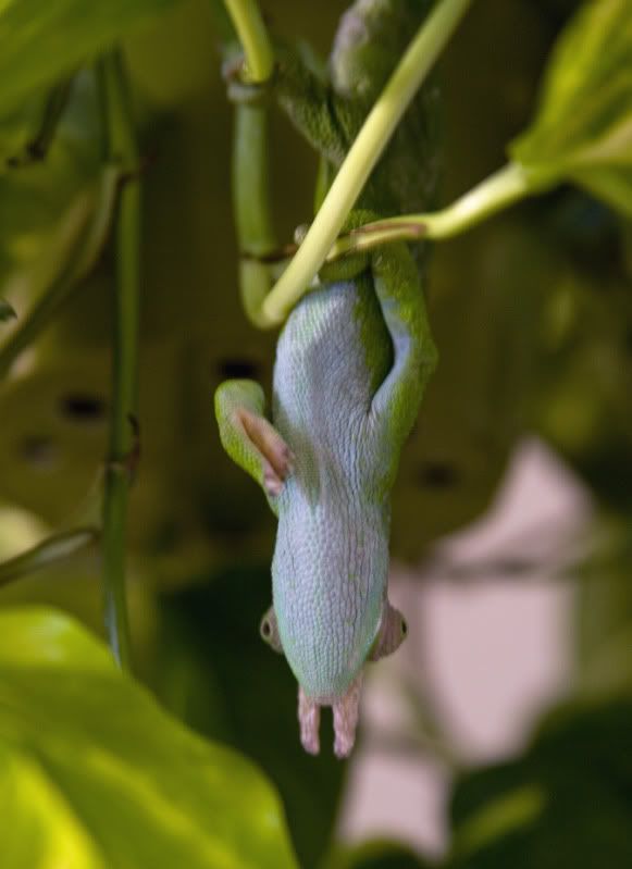09292011_trogdor.jpg