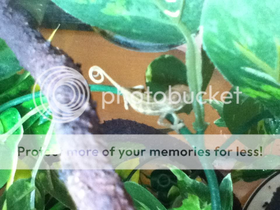 p001.jpg