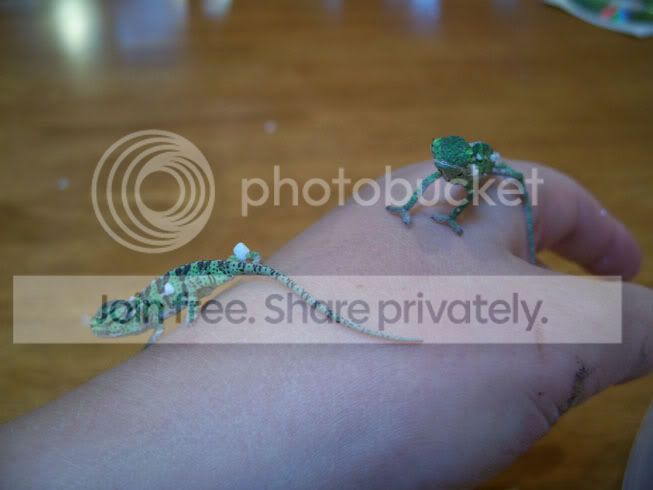 100_5817.jpg