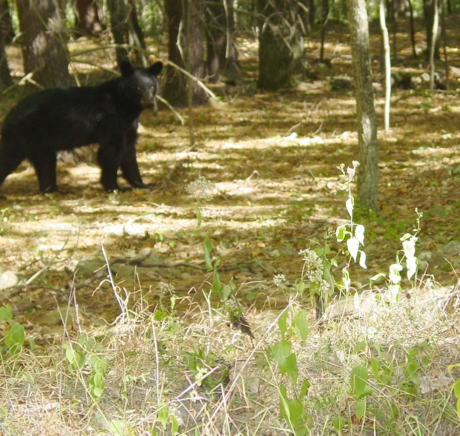 Bear1.jpg
