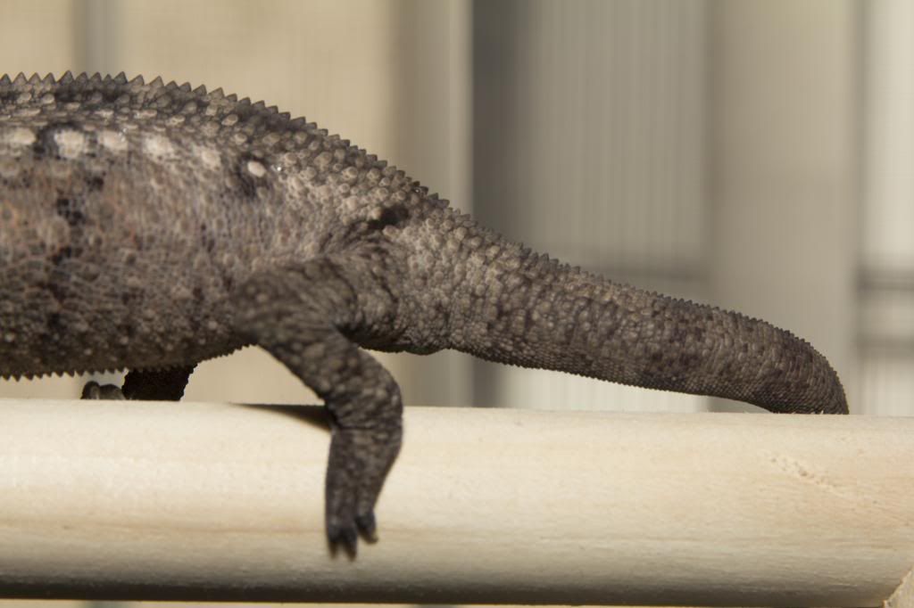 tail_zps5d0dcab0.jpg