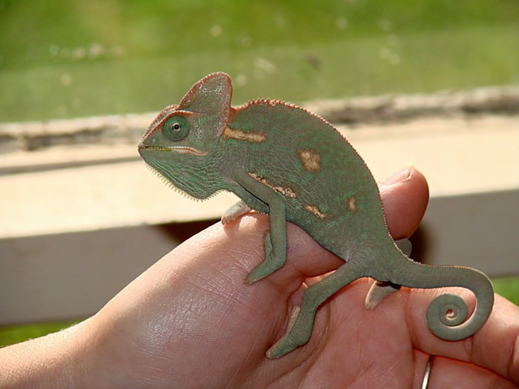 hammie003-1.jpg