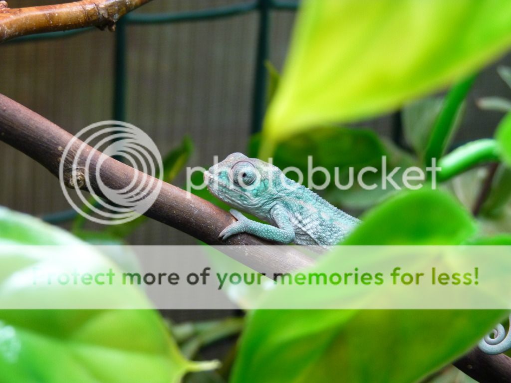 Chameleons023.jpg