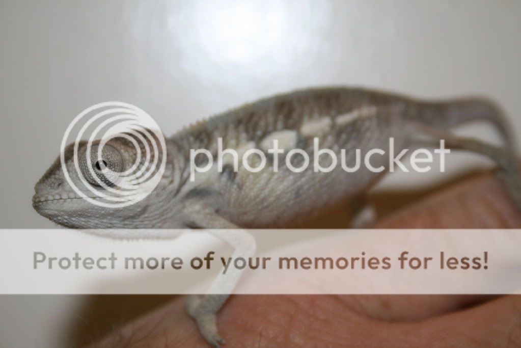 eospics9-19-09002-4.jpg