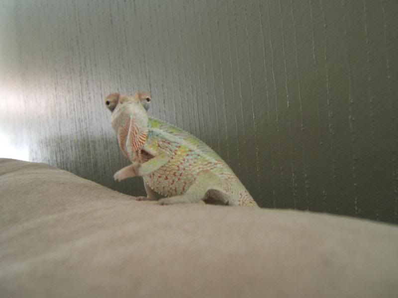 ChameleonandLeg008.jpg