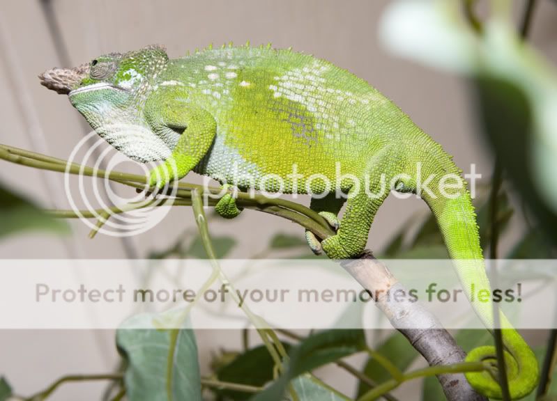 07212011_trogdor.jpg