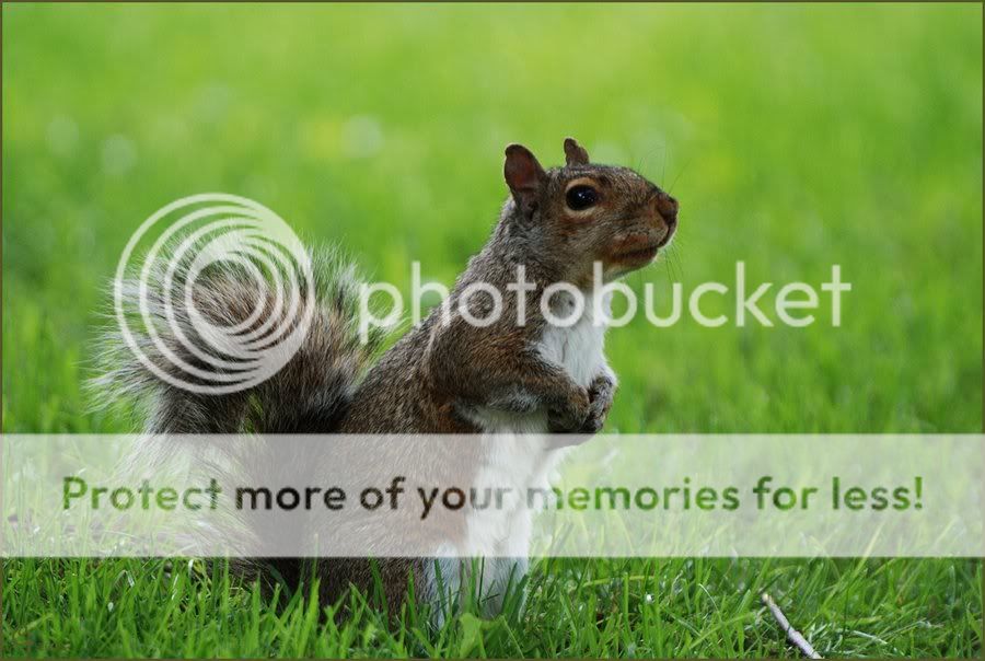 May_I__by_Louvargent.jpg